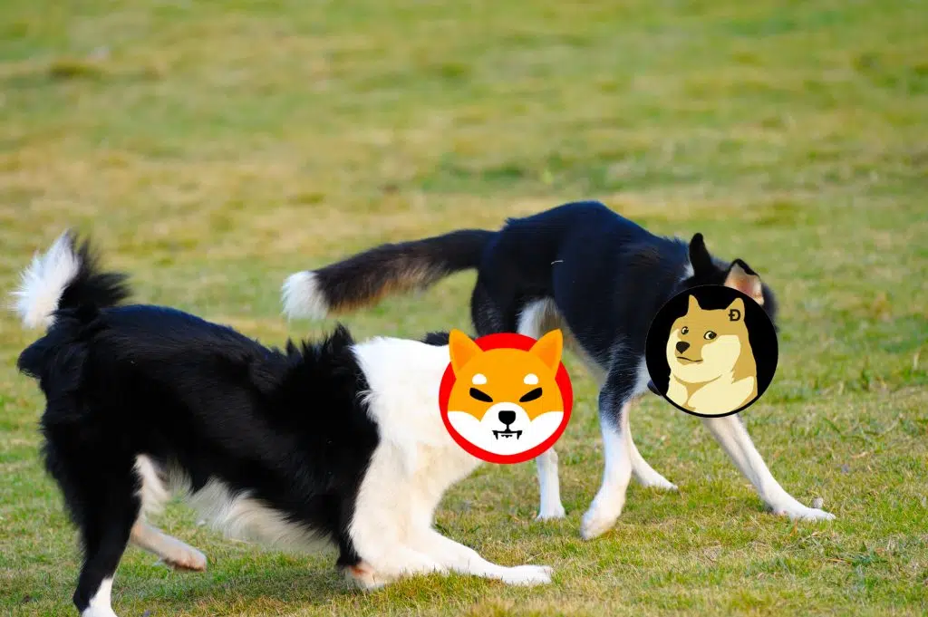 Shiba vs. Doge
